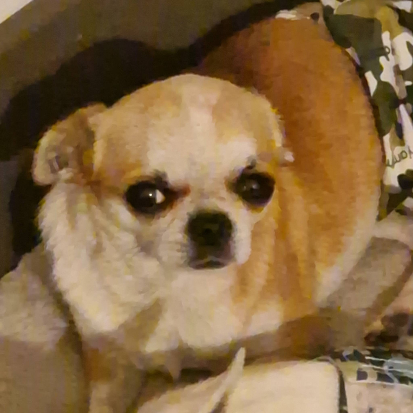 TIGROU des parfums d'ambre