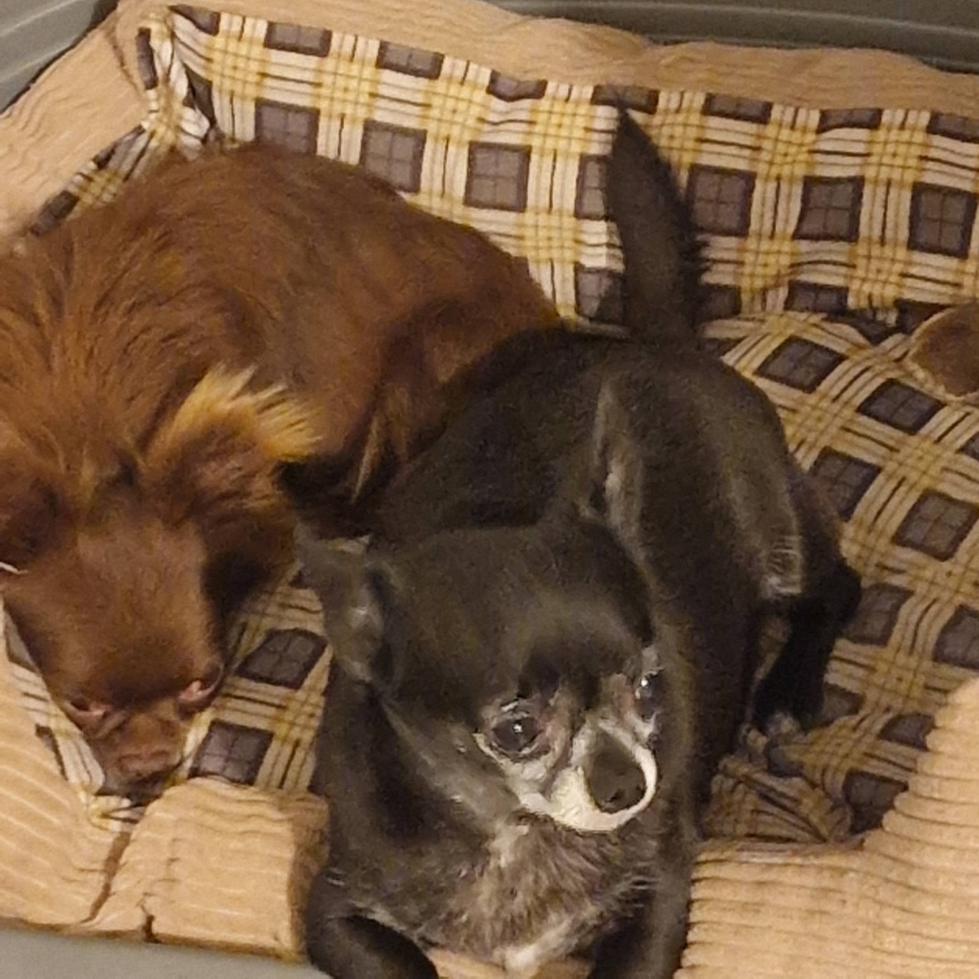 TESS des parfums d'ambre