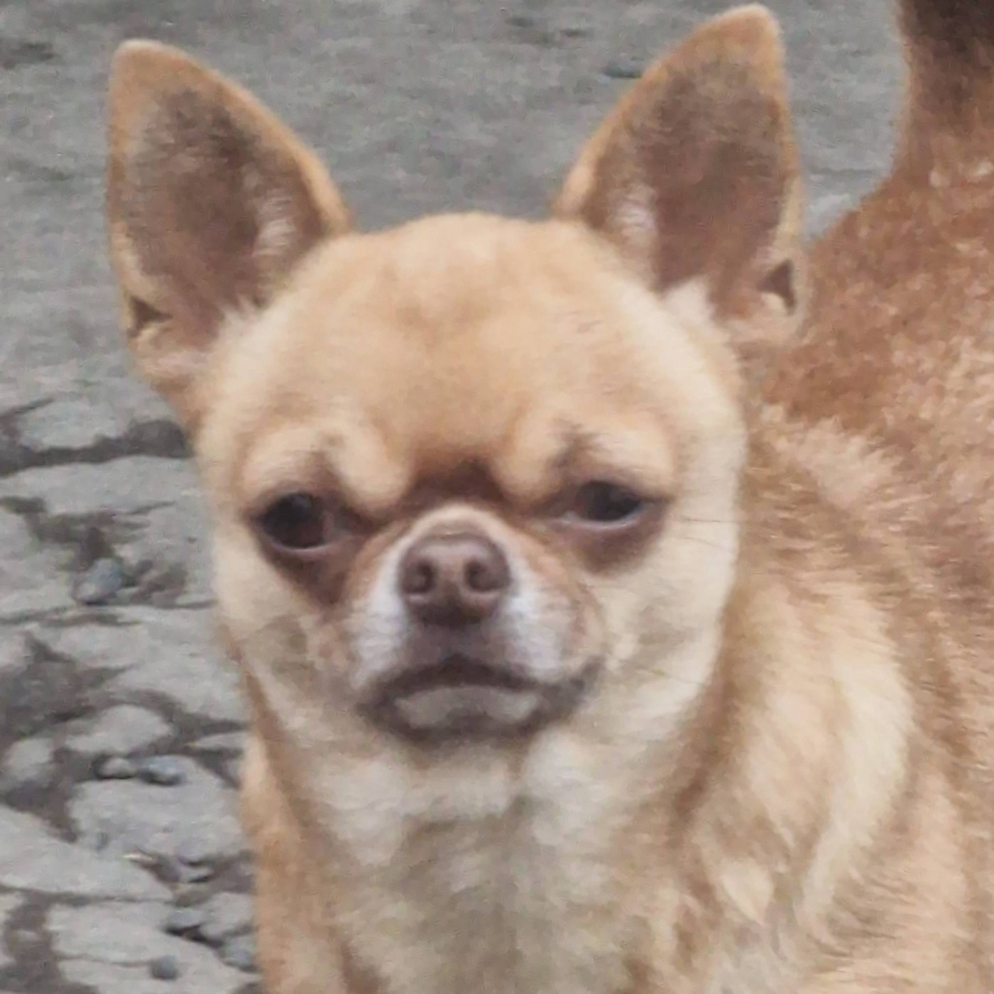 Rosie Des Lutins Du Mont Blanc