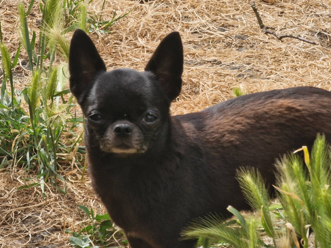 Topaze l impériale des parfums d'ambre
