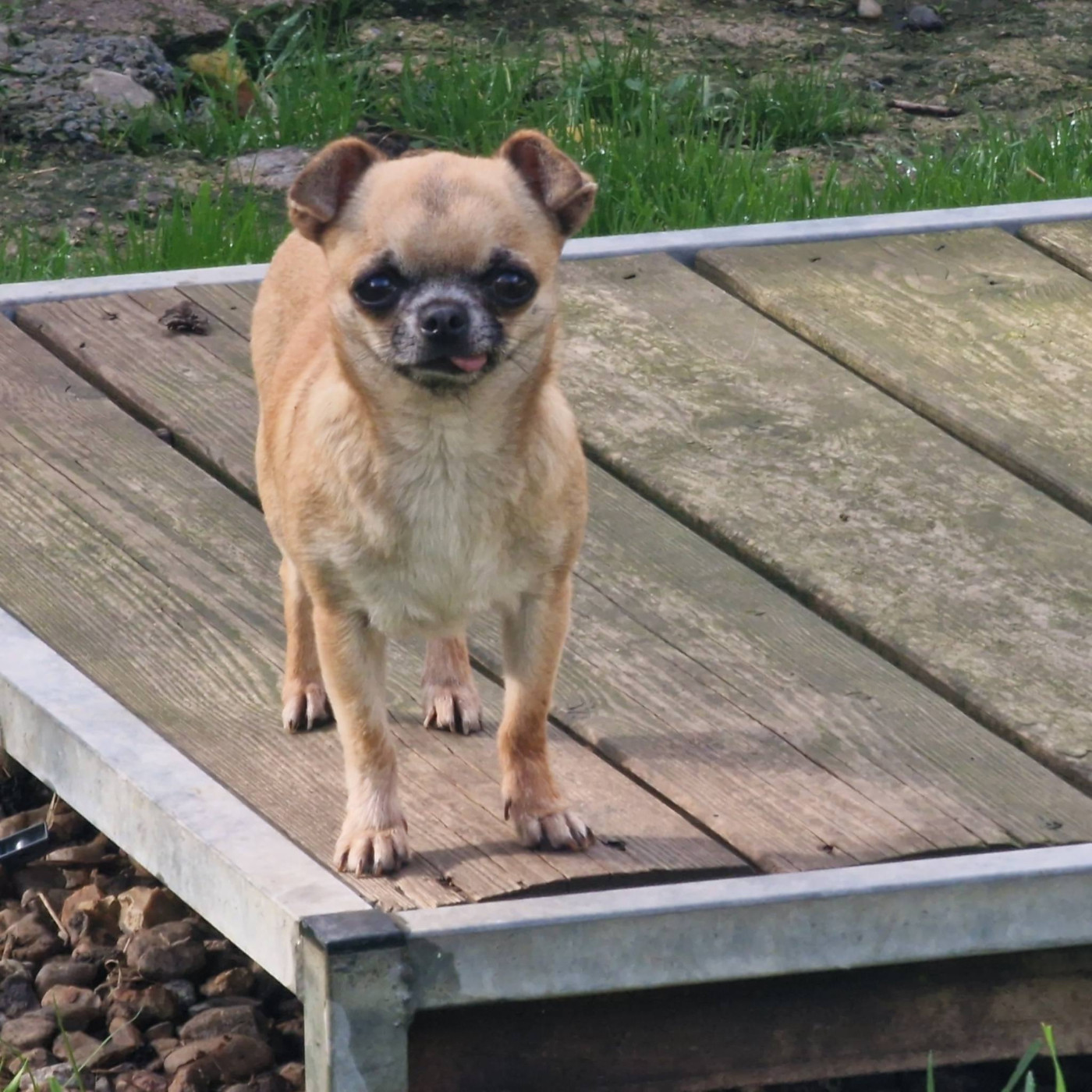 My Little Totem Richesse