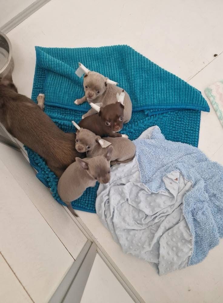 4 chiots disponibles ! plus de renseignements par téléphone