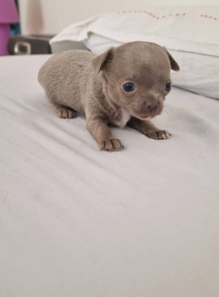 des parfums d'ambre - Chiots disponibles - Chihuahua