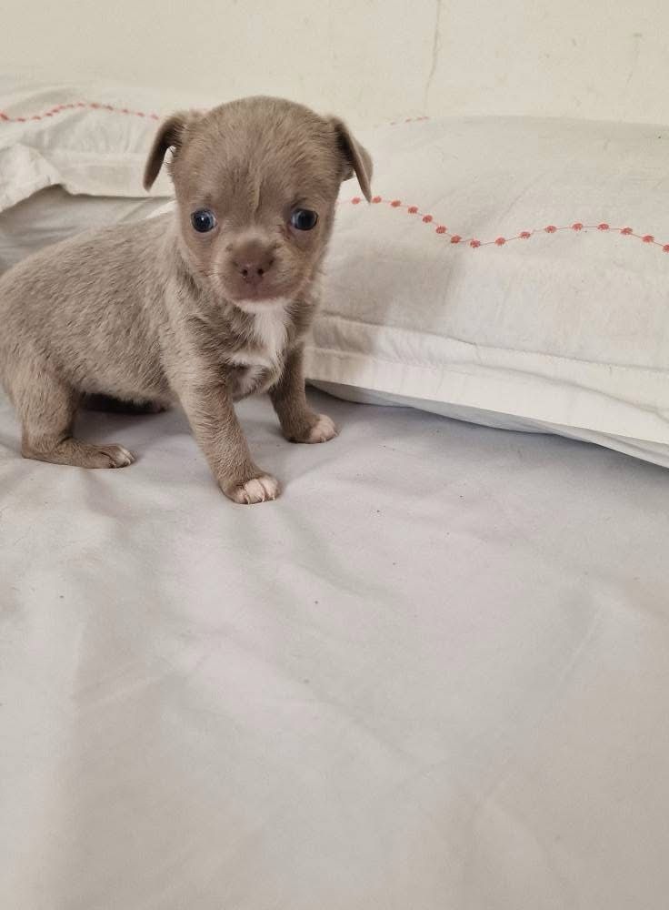des parfums d'ambre - Chiots disponibles - Chihuahua