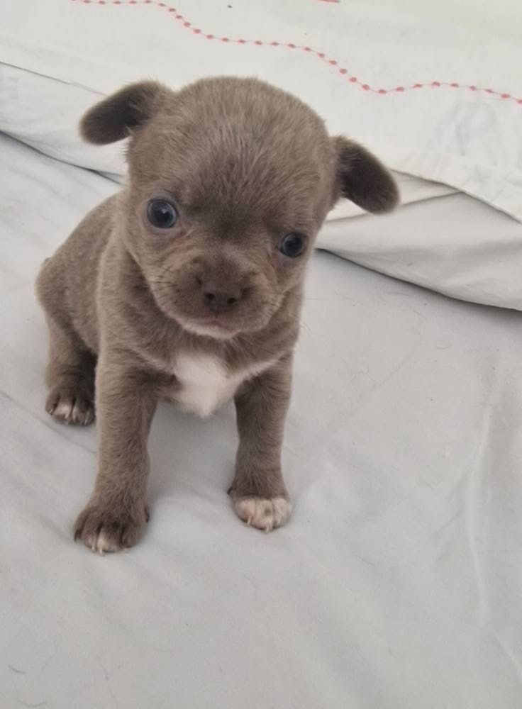 des parfums d'ambre - Chiots disponibles - Chihuahua