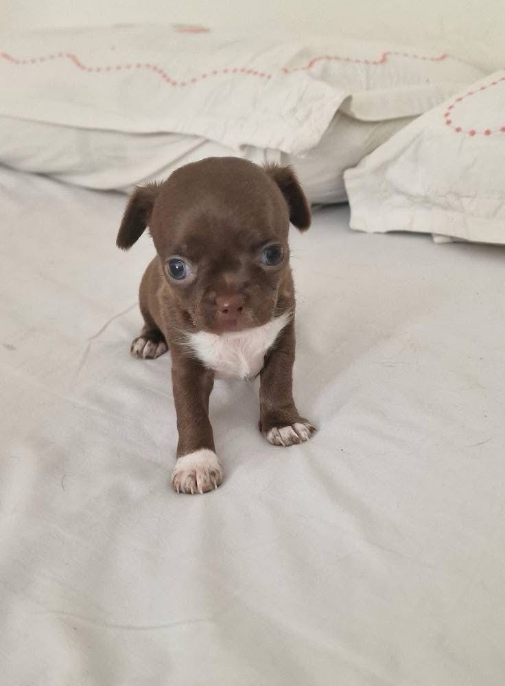des parfums d'ambre - Chiots disponibles - Chihuahua