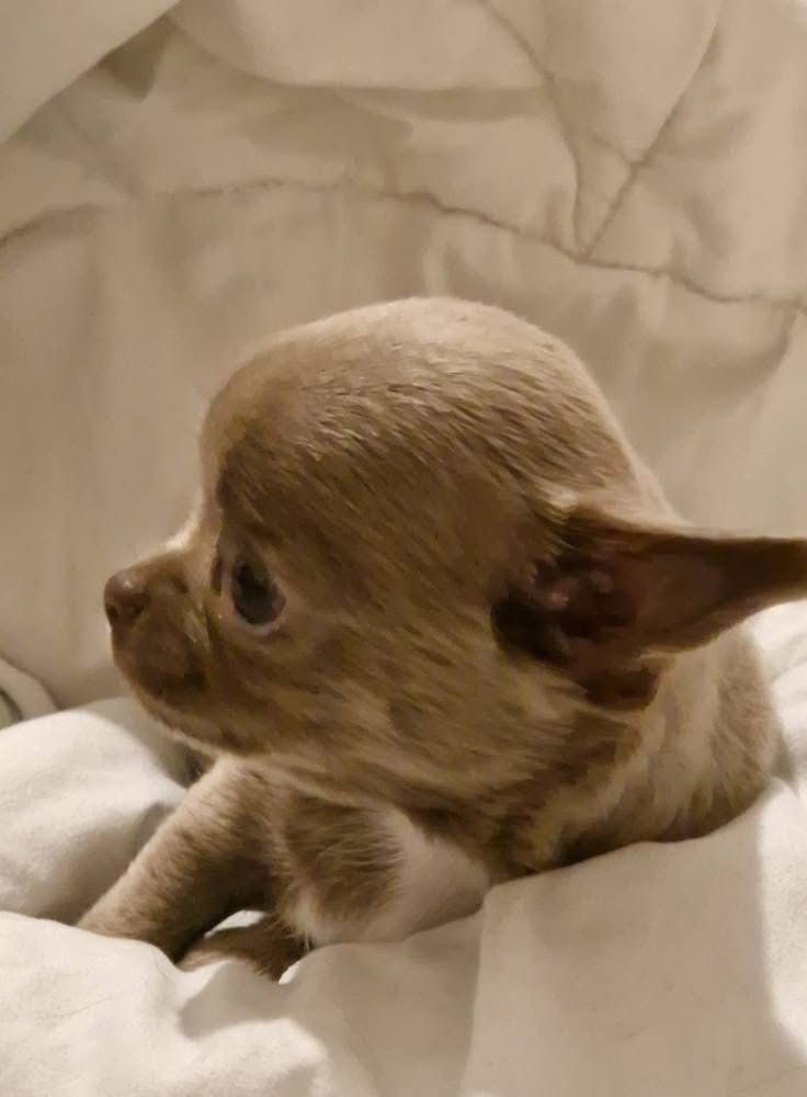 des parfums d'ambre - Chiots disponibles - Chihuahua