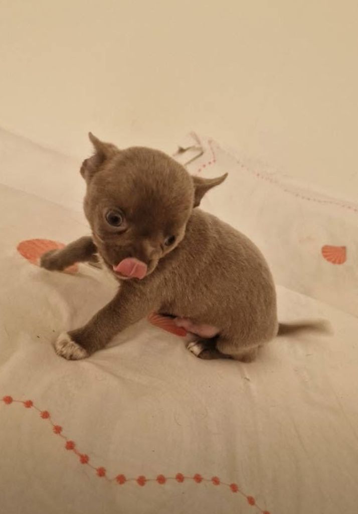 des parfums d'ambre - Chiots disponibles - Chihuahua